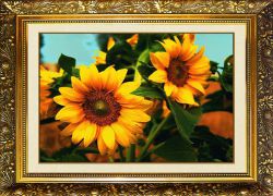 N-360 Алмазная мозаика Милато "Подсолнухи"