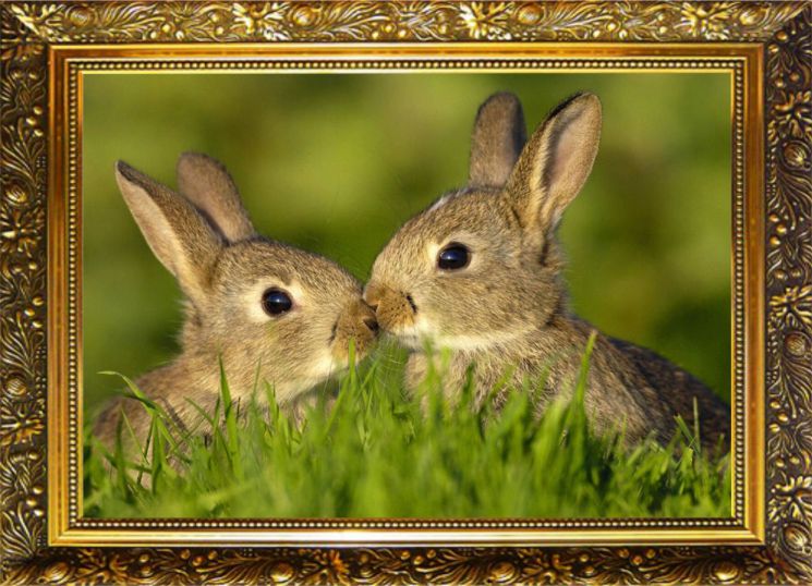 NR-19 Алмазная мозаика Милато "Парочка"