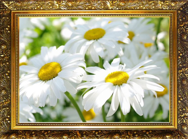 NR-25 Алмазная мозаика Милато "Ромашки"