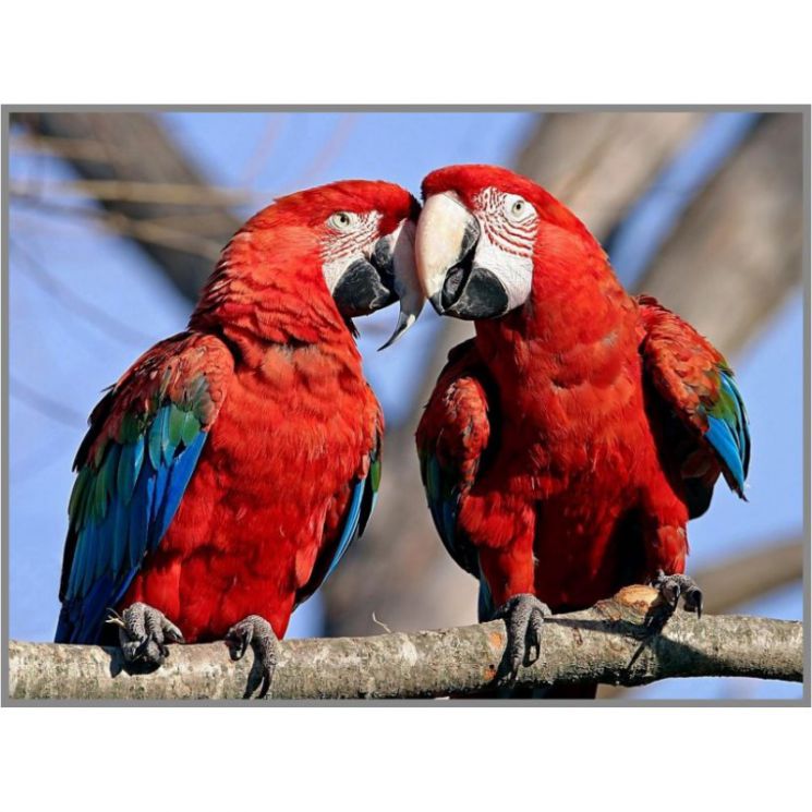 Z-112 Алмазная мозаика Милато "Влюбленные ара"