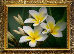 NR-54 Алмазная мозаика Милато "Плюмерия"