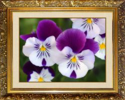 N-118 Алмазная мозаика Милато "Анютины глазки"